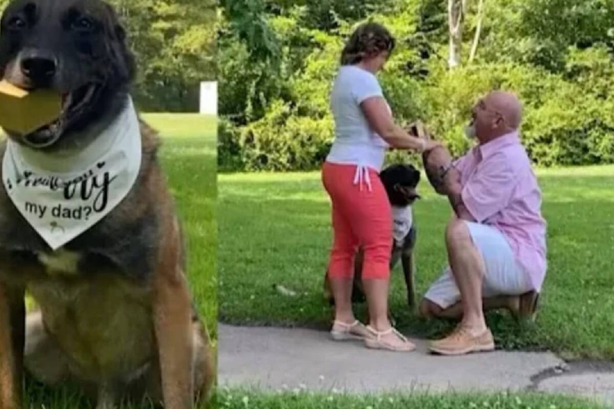 VIDEO VIRAL: Este perrito le ayudó a su dueño a pedirle matrimonio a su novia