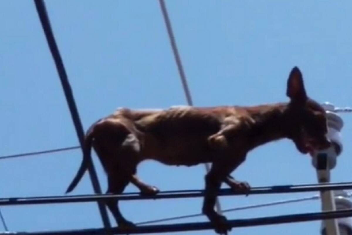 VIDEO VIRAL: Perrito chihuahua camina sobre los cables de la luz de manera normal