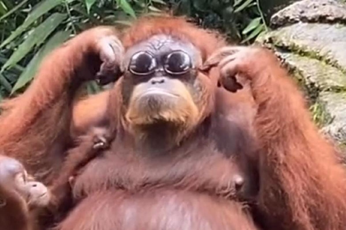 VIDEO VIRAL: Mujer tira sus lentes por accidente y orangután se queda con ellos