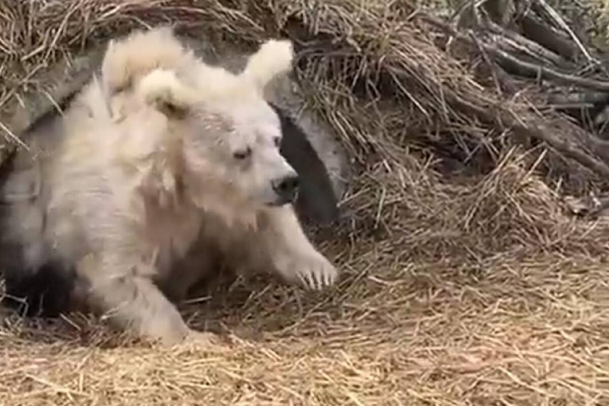 Oso es captado saliendo de su periodo de hibernación y se vuelve viral en redes sociales