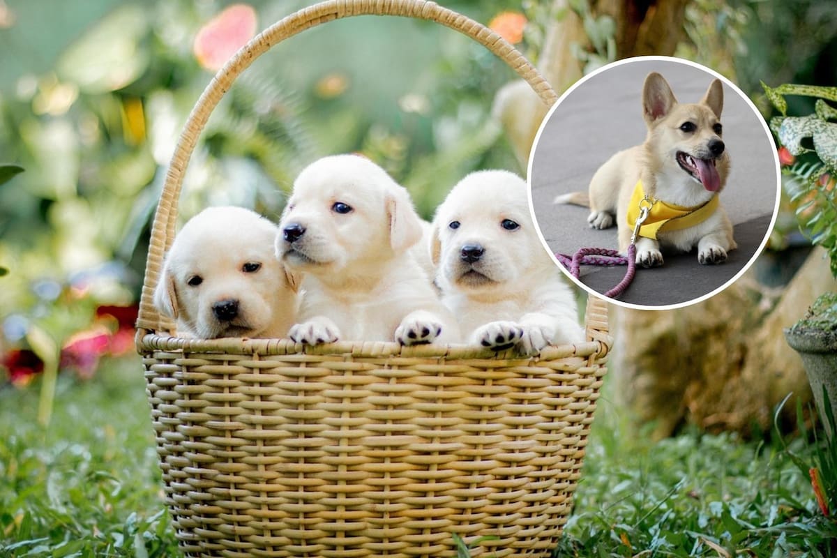 Día Mundial de la Esterilización Animal: su papel fundamental en la disminución del abandono y la sobrepoblación