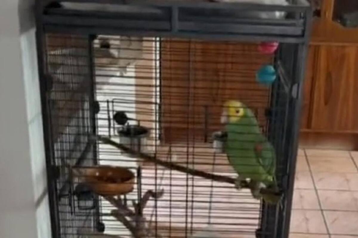 Perico engaña a Testigos de Jehová y los hace creer que hay alguien en casa