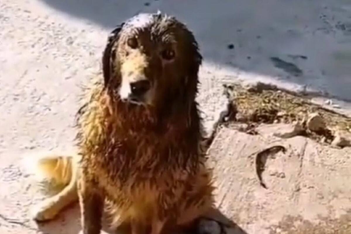 Señora se vuelve viral por su reacción al ver cómo regresó su perro de la calle
