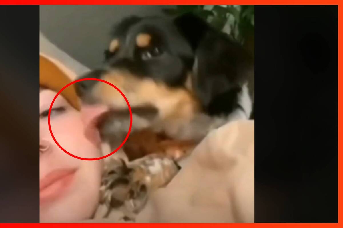 VIDEO: Perrito intenta dar cariño a su dueña, ella se quita y él la golpea