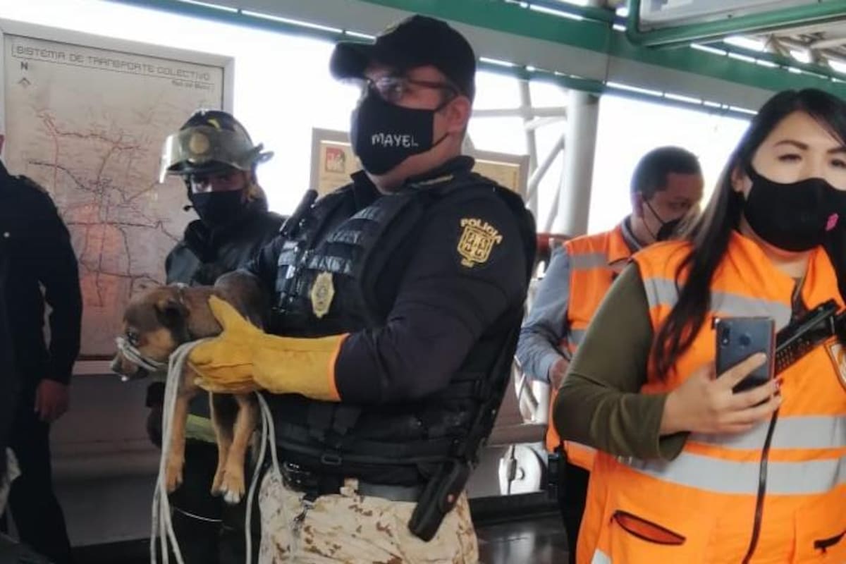 Rescatan a perrito durante incendio del Metro en CDMX