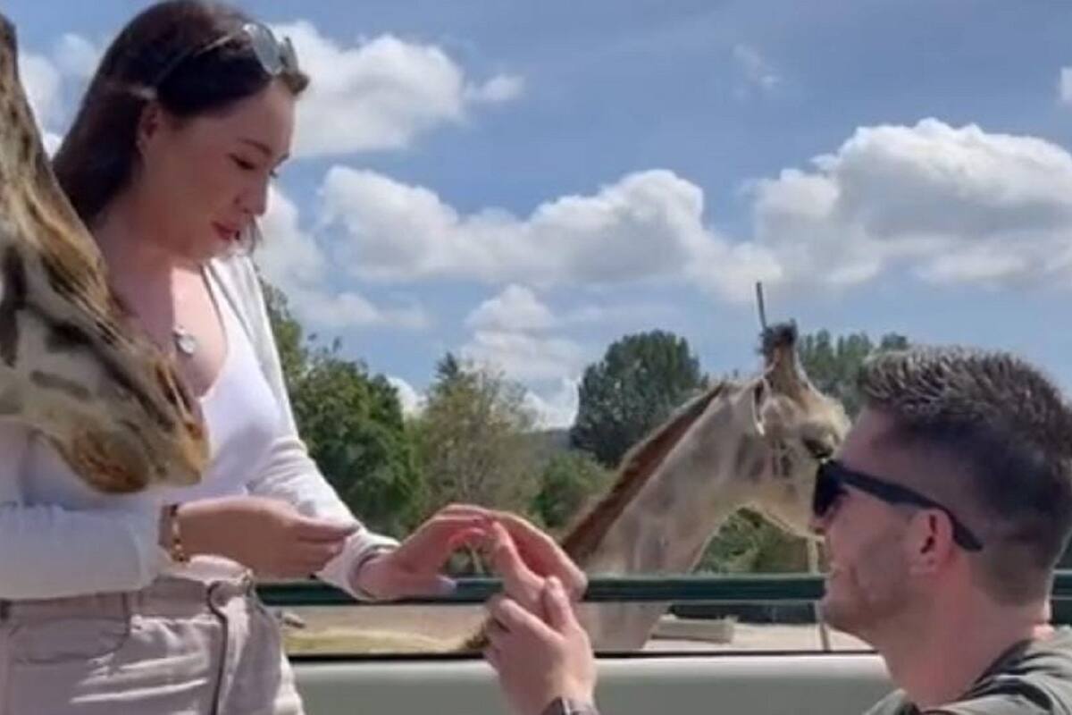 Pareja es interrumpida por una jirafa en plena propuesta de matrimonio