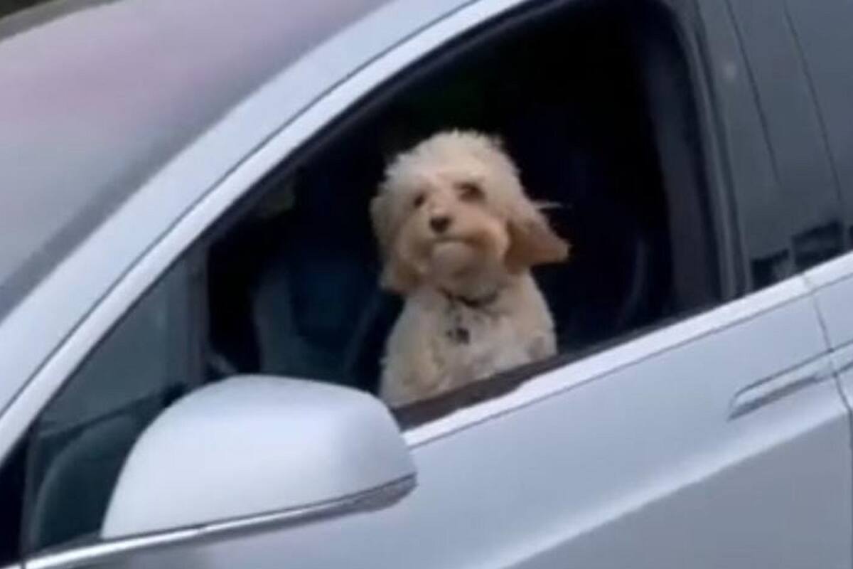 TikTok: Captan a perrito viajando completamente solo en un auto