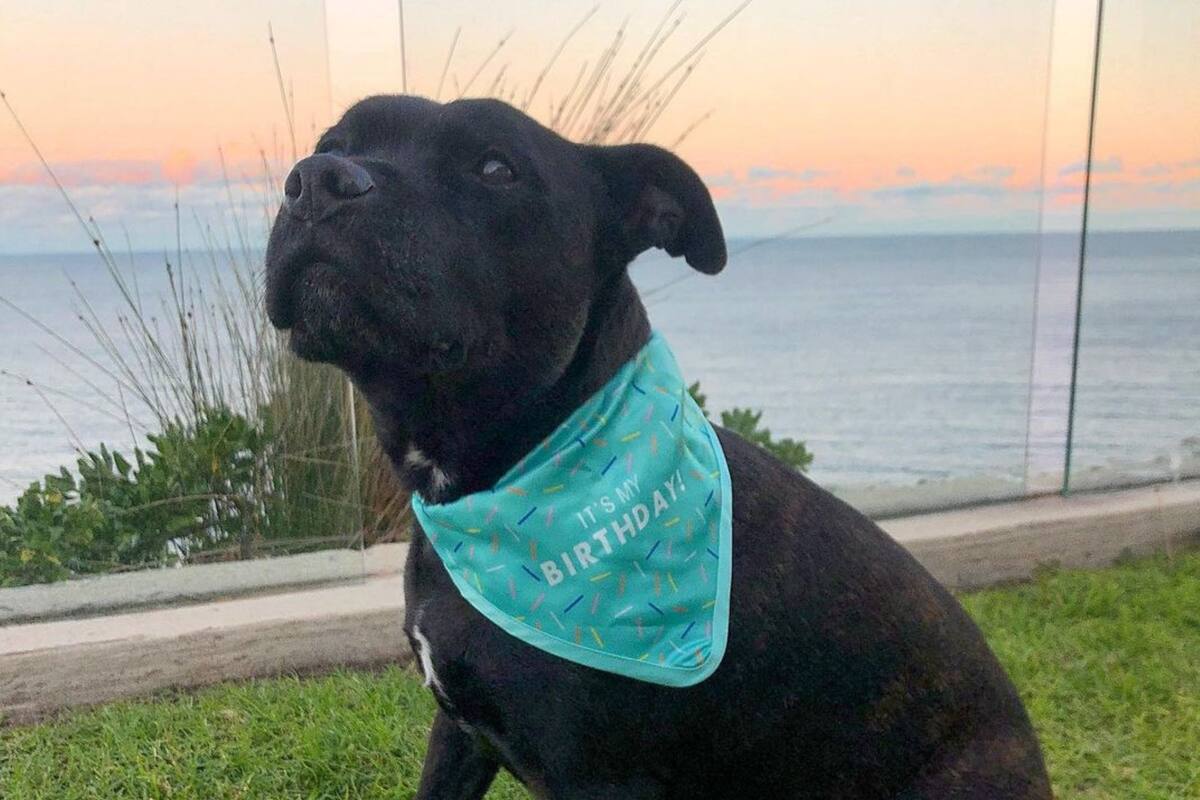 Perrito le llora a extraños para pedirles comida