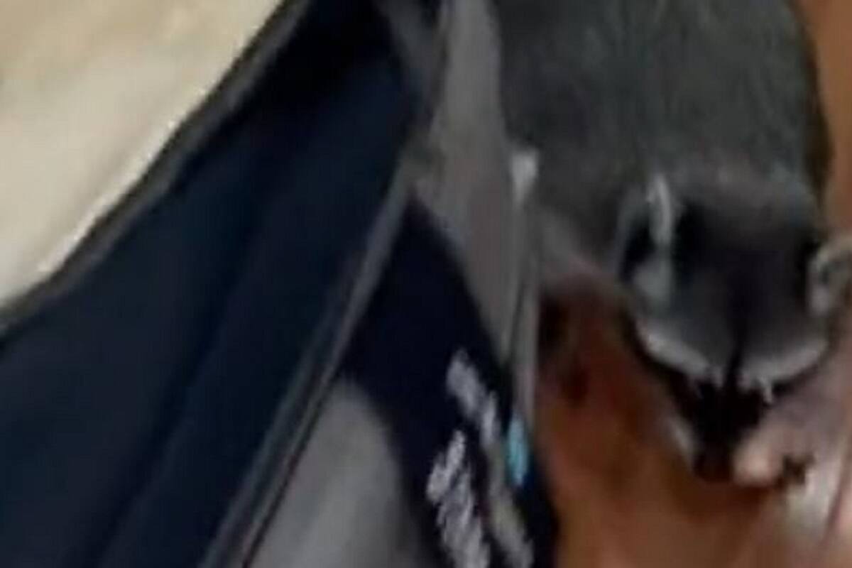 VIDEO VIRAL: Mapache le roba 100 pesos a su dueña