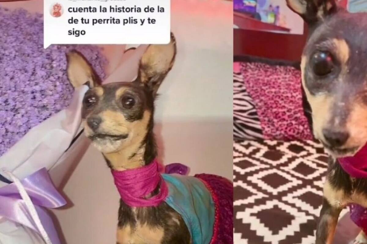 VIDEO: Familia diseca a perrita chihuahua y el resultado se hace viral en TikTok