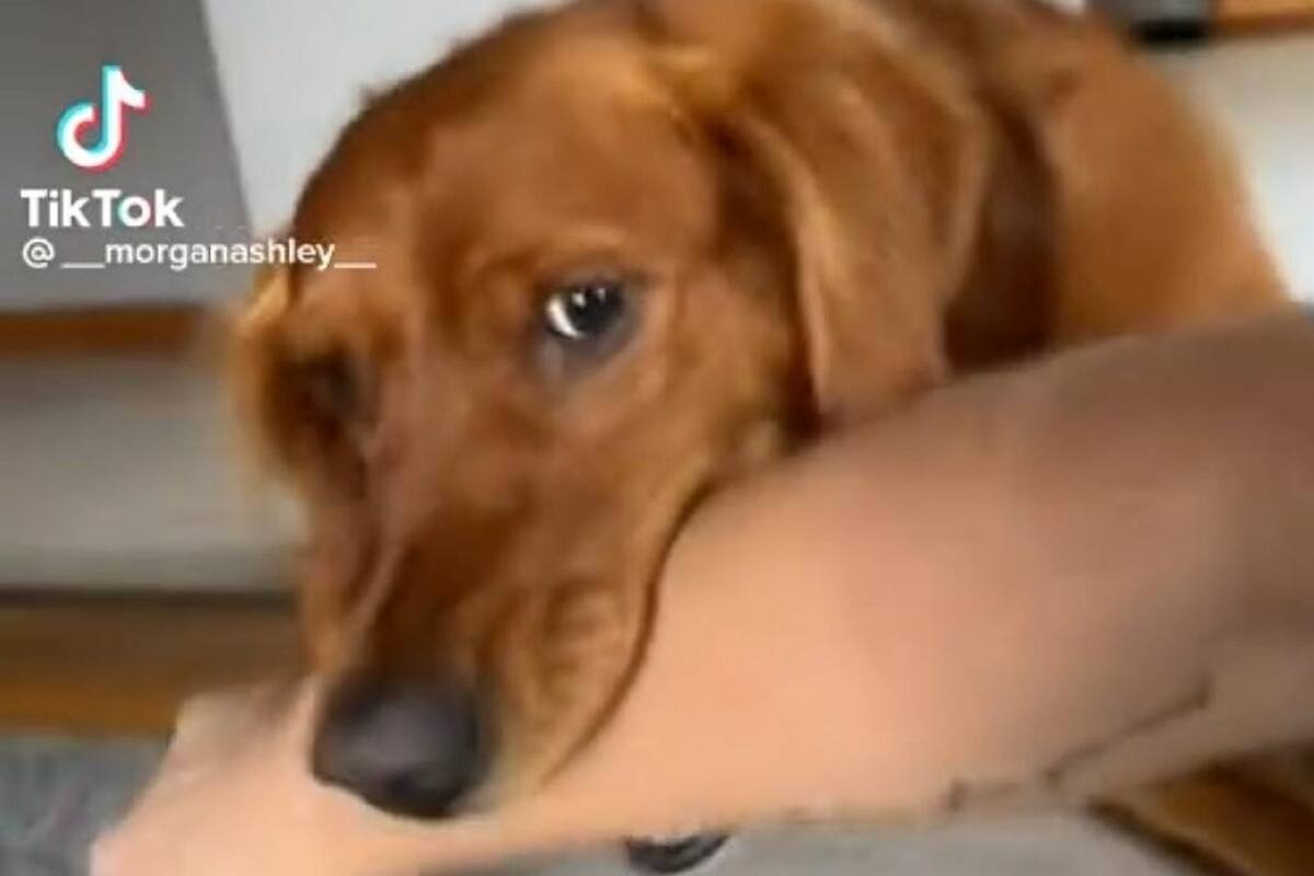 TikTok: Sujeto hace creer a su perrito que le dolió su mordida