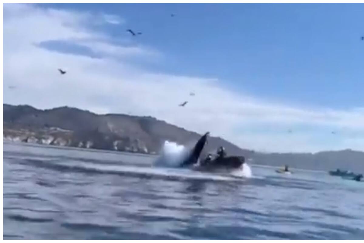 TikTok: Turistas fueron tragadas por una ballena jorobada en California