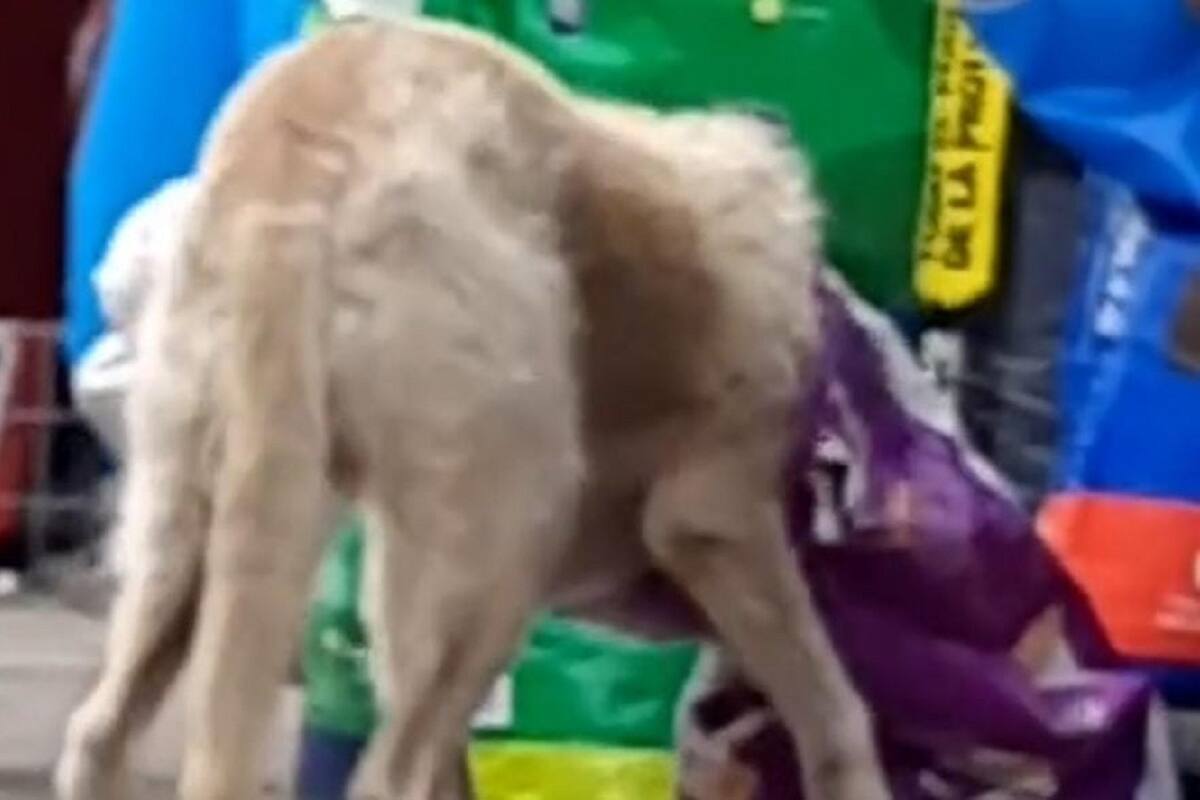 VIDEO VIRAL: Perrito logra robarse las croquetas de una tienda y sale huyendo
