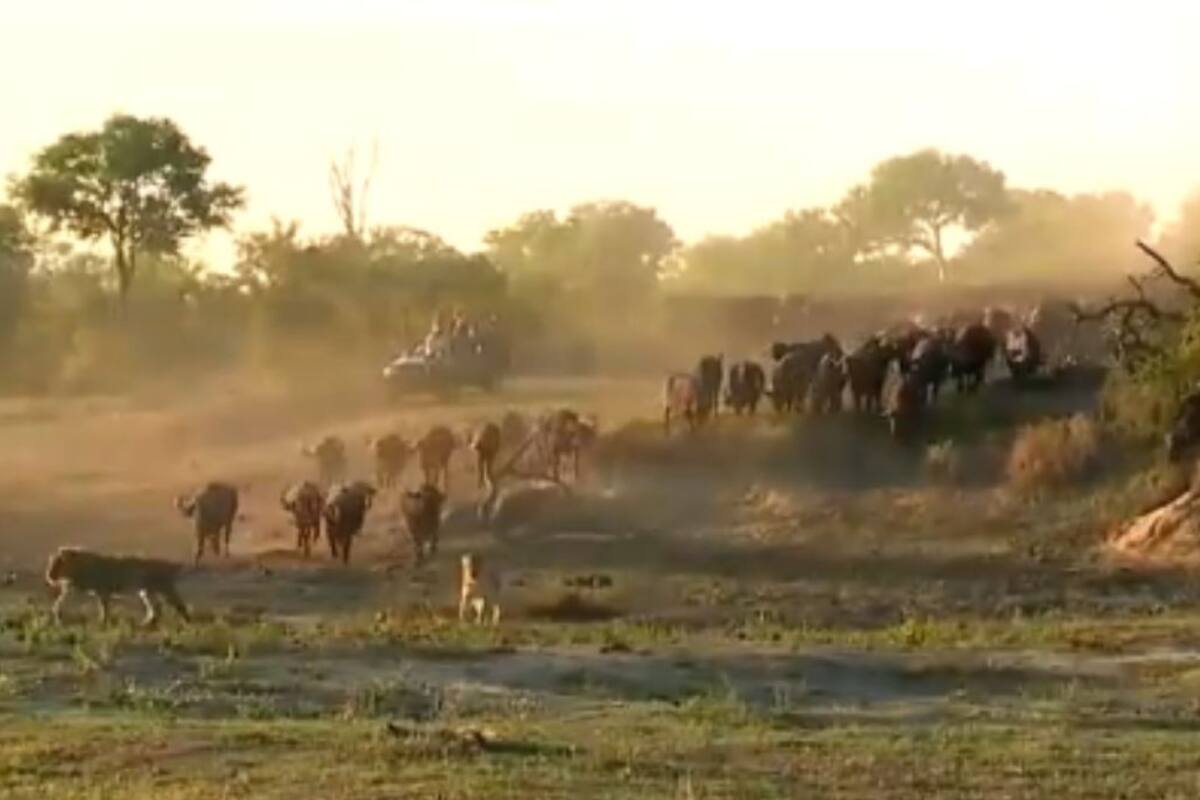 VIDEO: Manada de búfalos se defiende de ataque de leones
