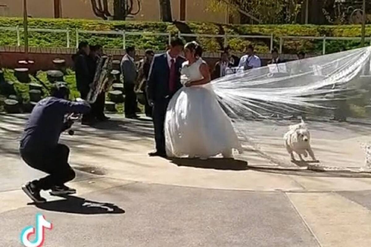 TikTok: Perrito arruina sesión de fotos y se lleva el velo de la novia