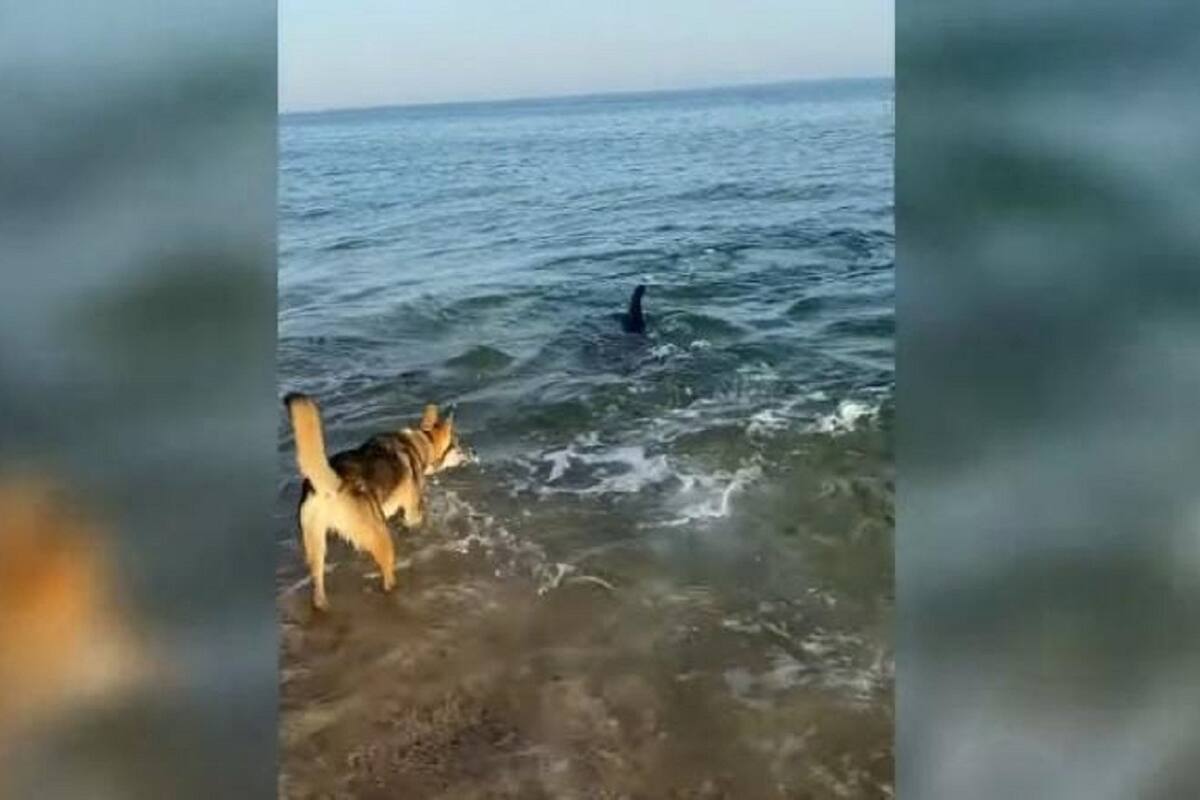 Perrito se hace amigo de un Delfín y se pone a jugar con él en la orilla del mar