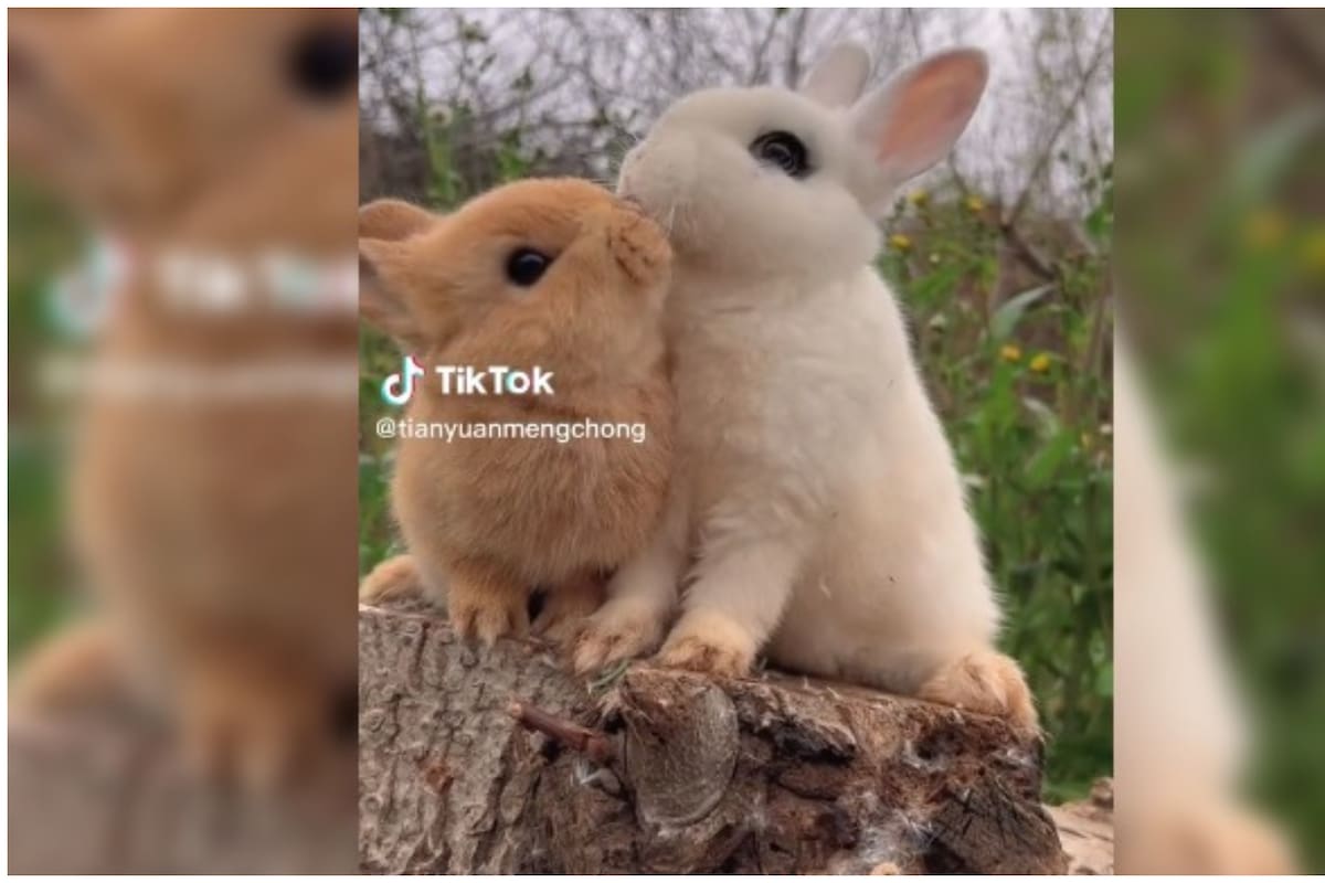 TikTok: Dos conejitos bebés conquistan las redes sociales con su ternura