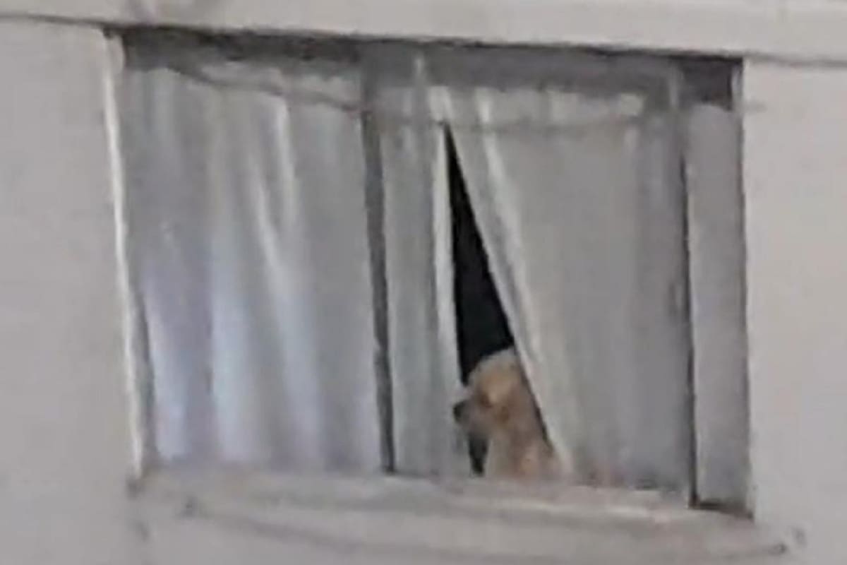 TikTok: Captan a perrito viendo pelea desde la ventana de su casa