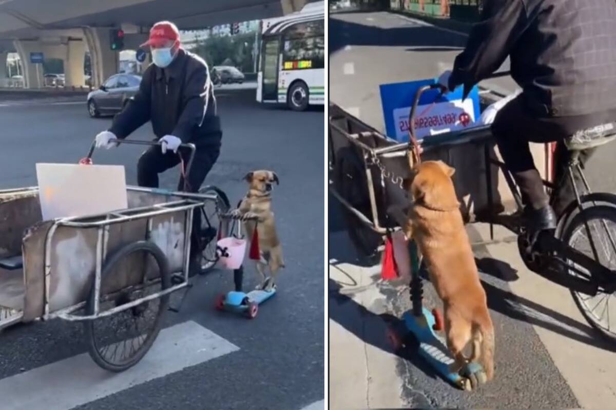 VIDEO: Perrito sorprende por transportarse en patín del diablo