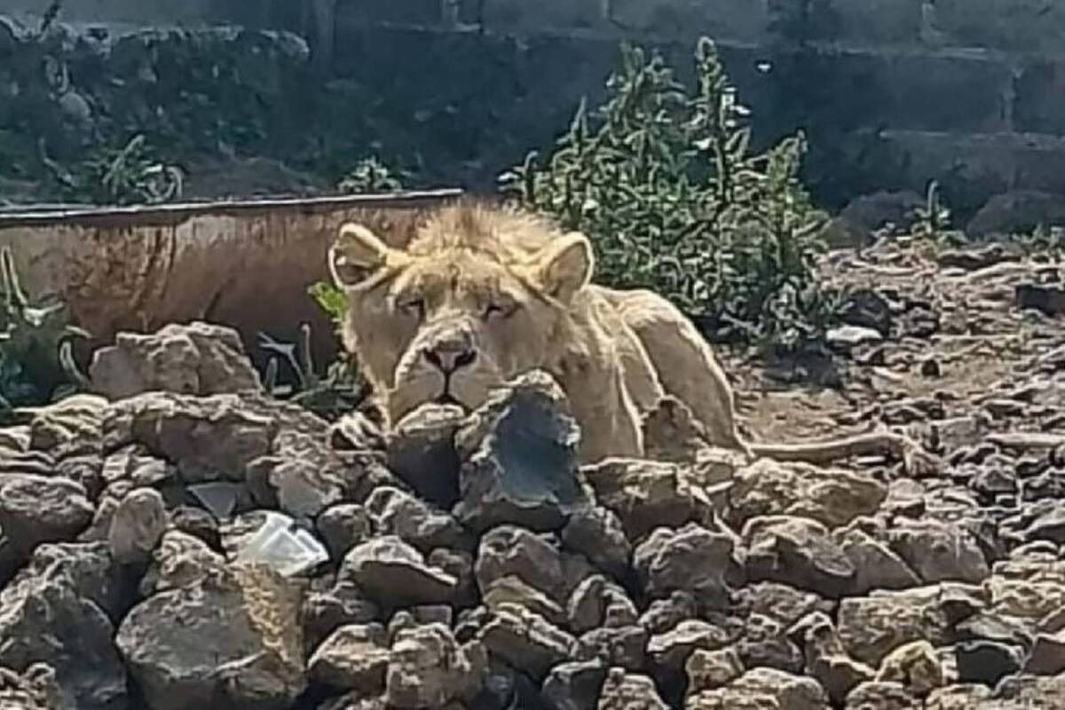 Buscaban a albañil desaparecido en predio y hallaron un león africano: FOTO