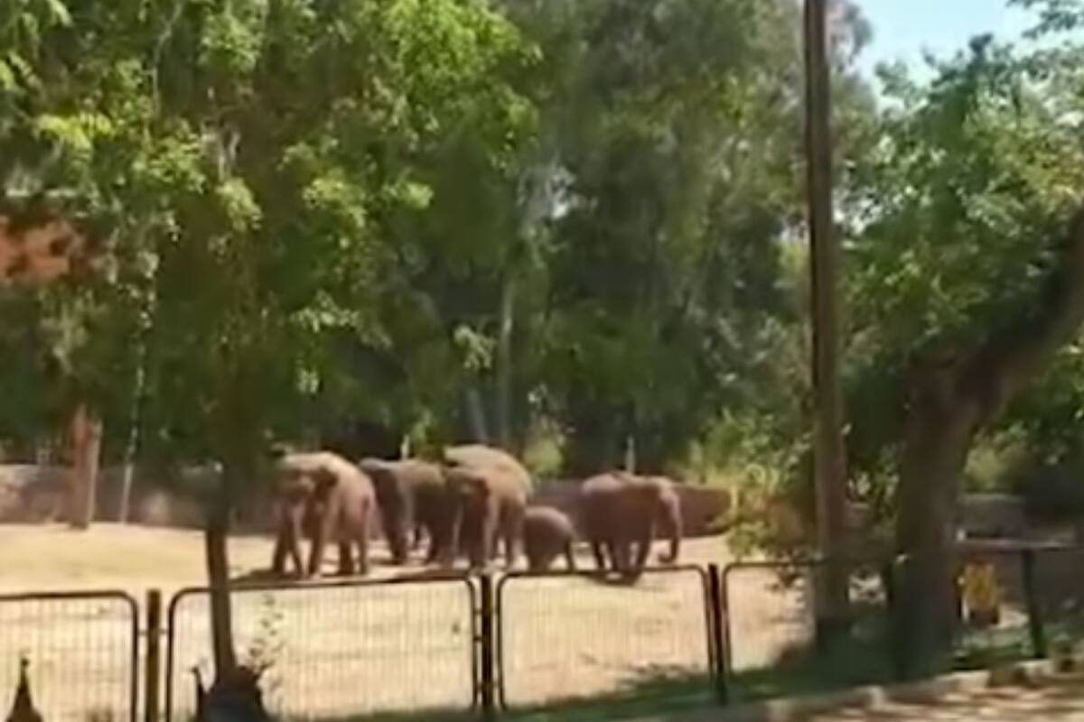 Elefantes protegen a su cría tras ataques de misiles