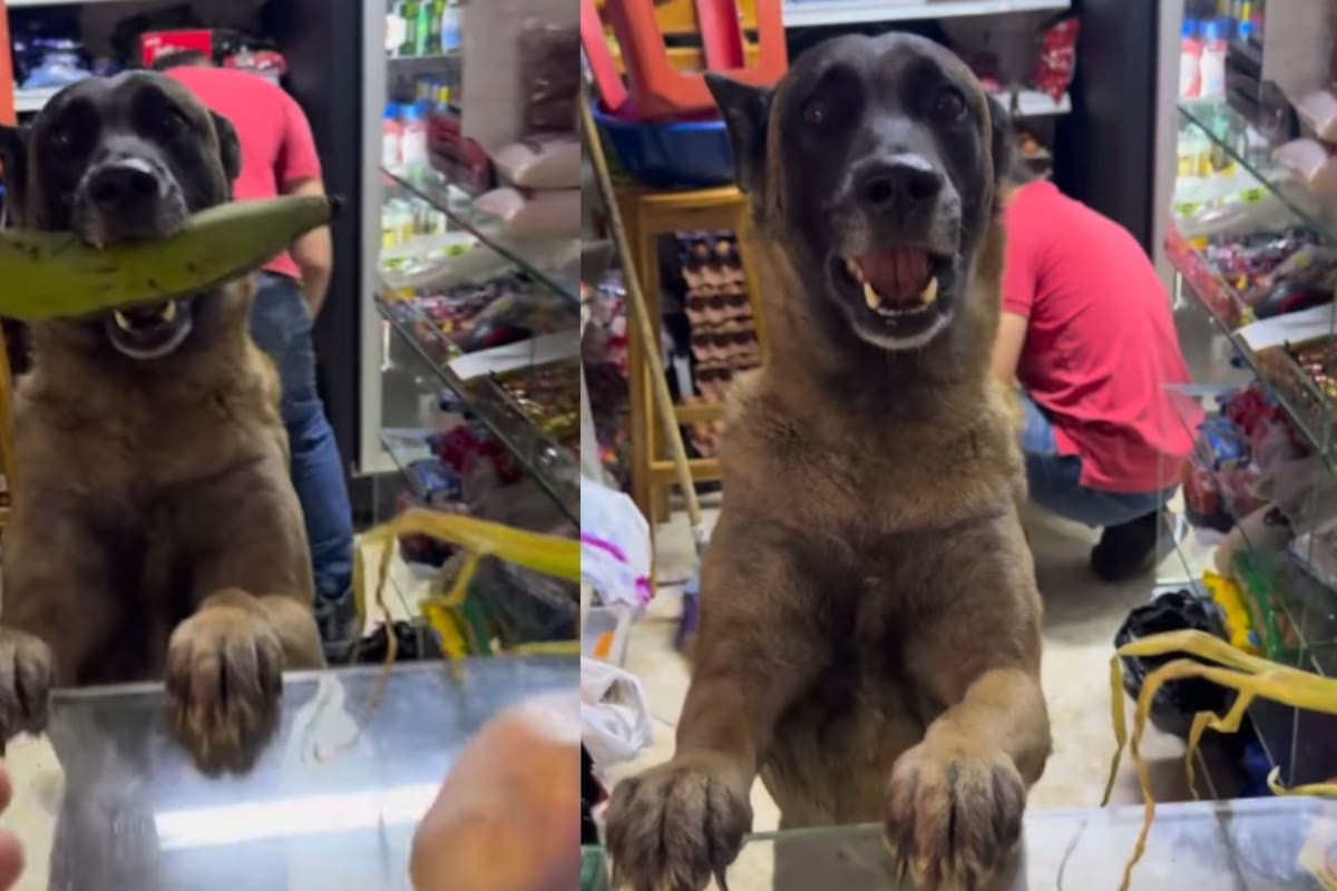 Lomito conquista internet por manejar solo una tienda de abarrotes