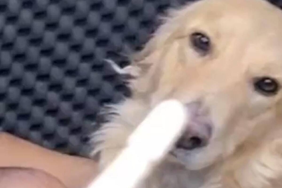 Así reaccionó este perrito cuando escuchó que alguien había roto una baqueta