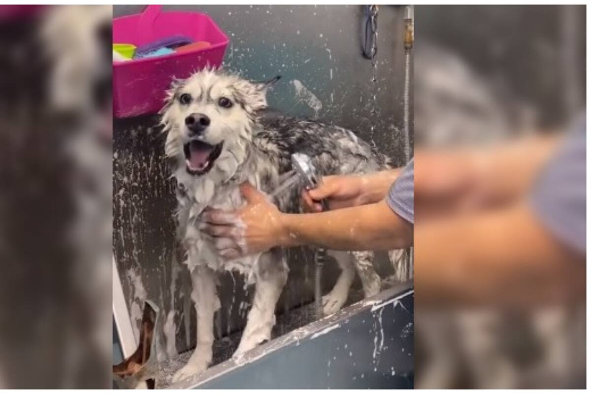 TikTok: El vídeo de husky aullando durante su baño se vuelve viral en TikTok