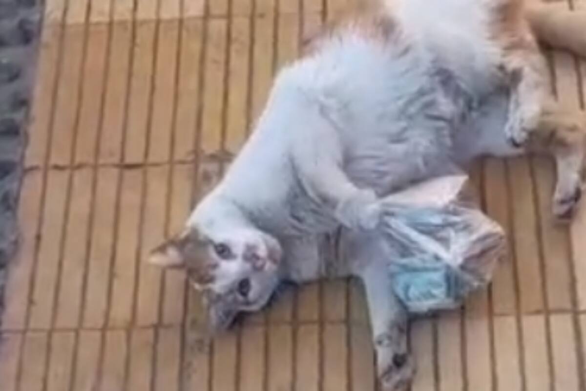 TikTok: Gatito regresa a su hogar con bolsa llena de billetes y sorprende a sus dueños