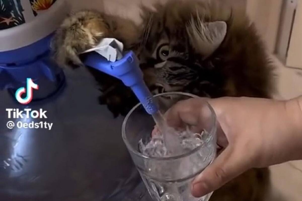 TikTok: Gatito ayuda a su dueño a servirse agua