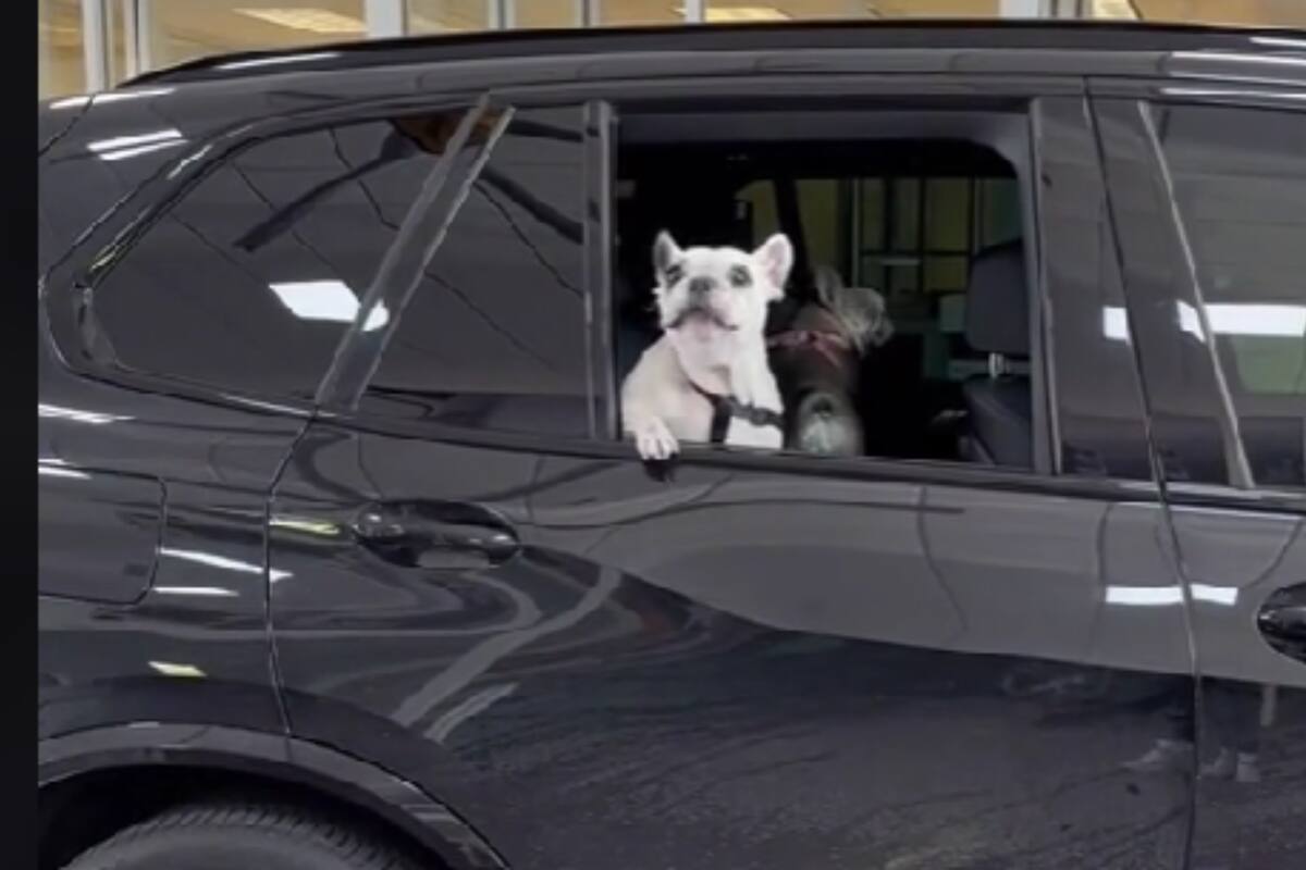 TikTok: Perrito enamora en redes sociales por su forma de hacer berrinches