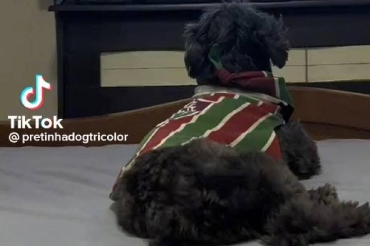 TikTok: Perrito se vuelve viral por festejar el gol de su equipo