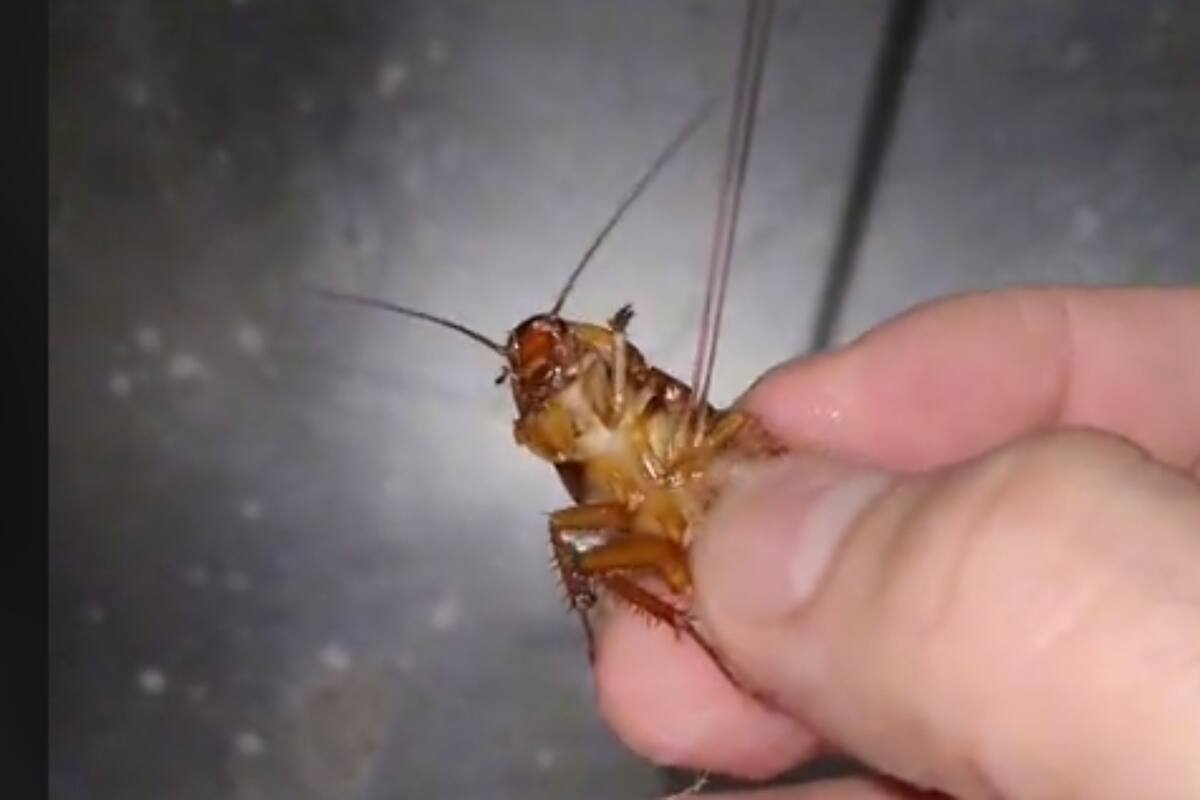 TikTok: Joven baña cucaracha y al subirlo en redes sociales le “tumban” el video