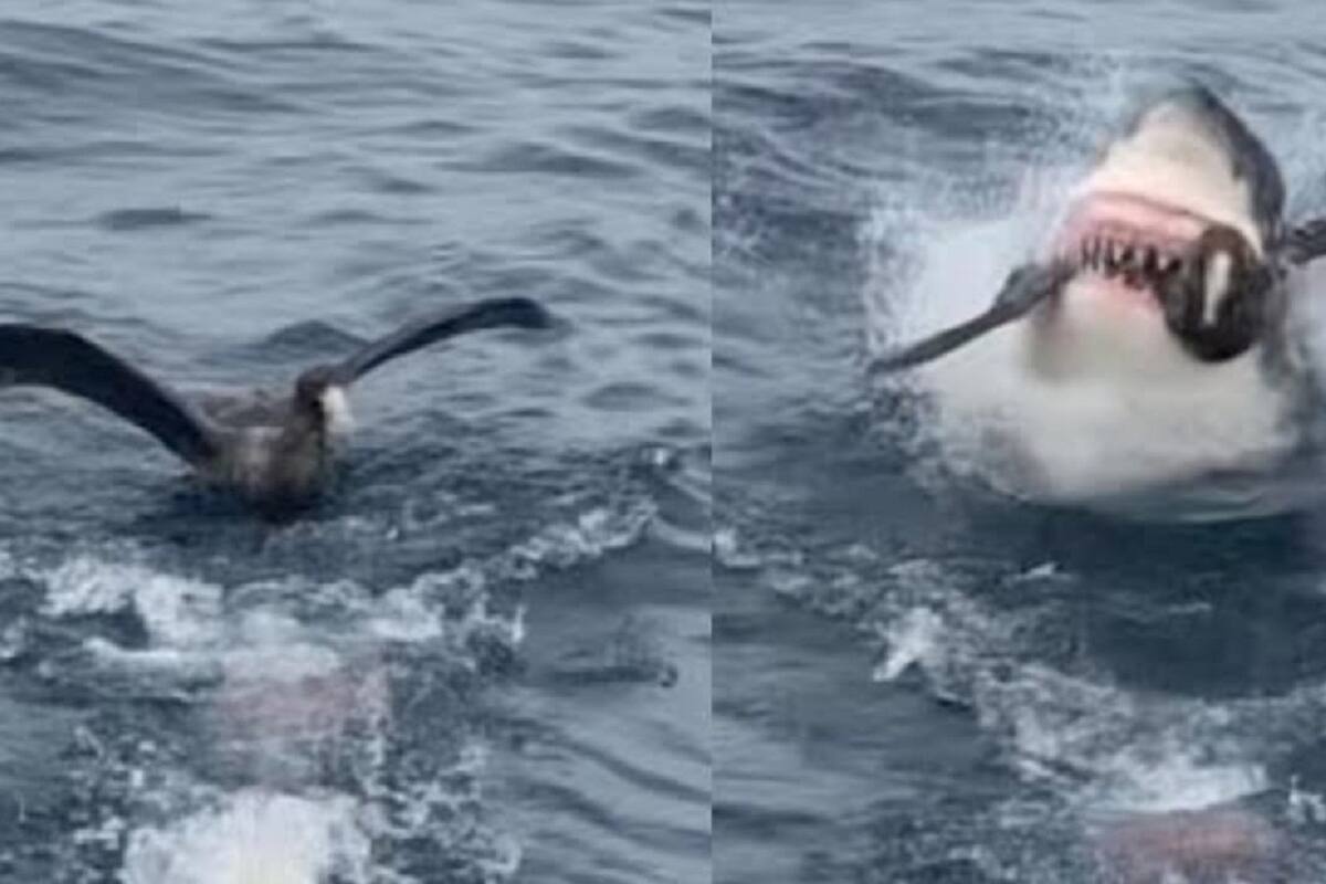 VIDEO VIRAL: Tiburón caza a un ave que se encontraba en la superficie del mar