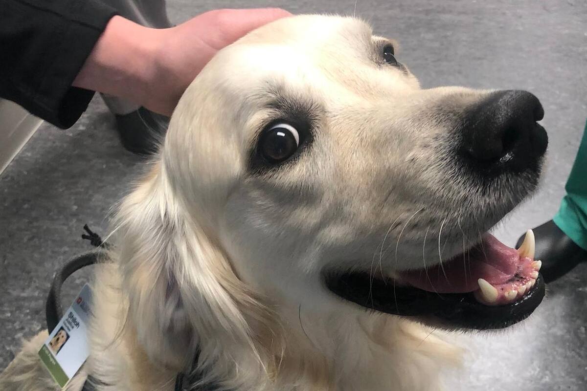 Hospital contrata a perrito para que acompañe a personal de salud