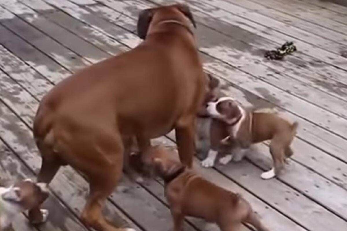 VIDEO VIRAL: Cachorritos confunden a su papá con su mamá y quieren que los alimente