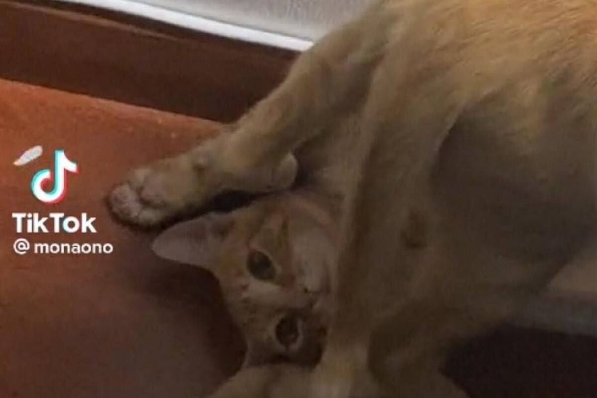 VIDEO VIRAL: Gatito se queda atorado entre los cordones de la cortina