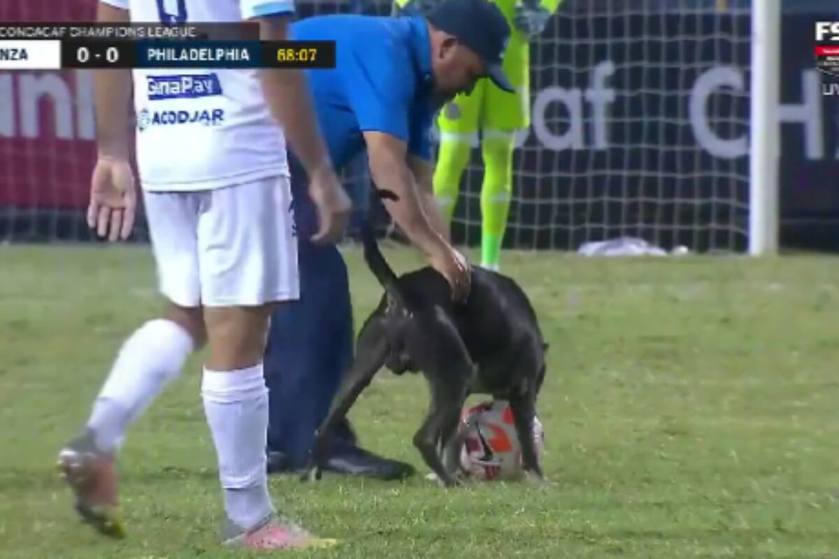 Twitter: Perrito irrumpe partido de futbol y se lanza por el balón