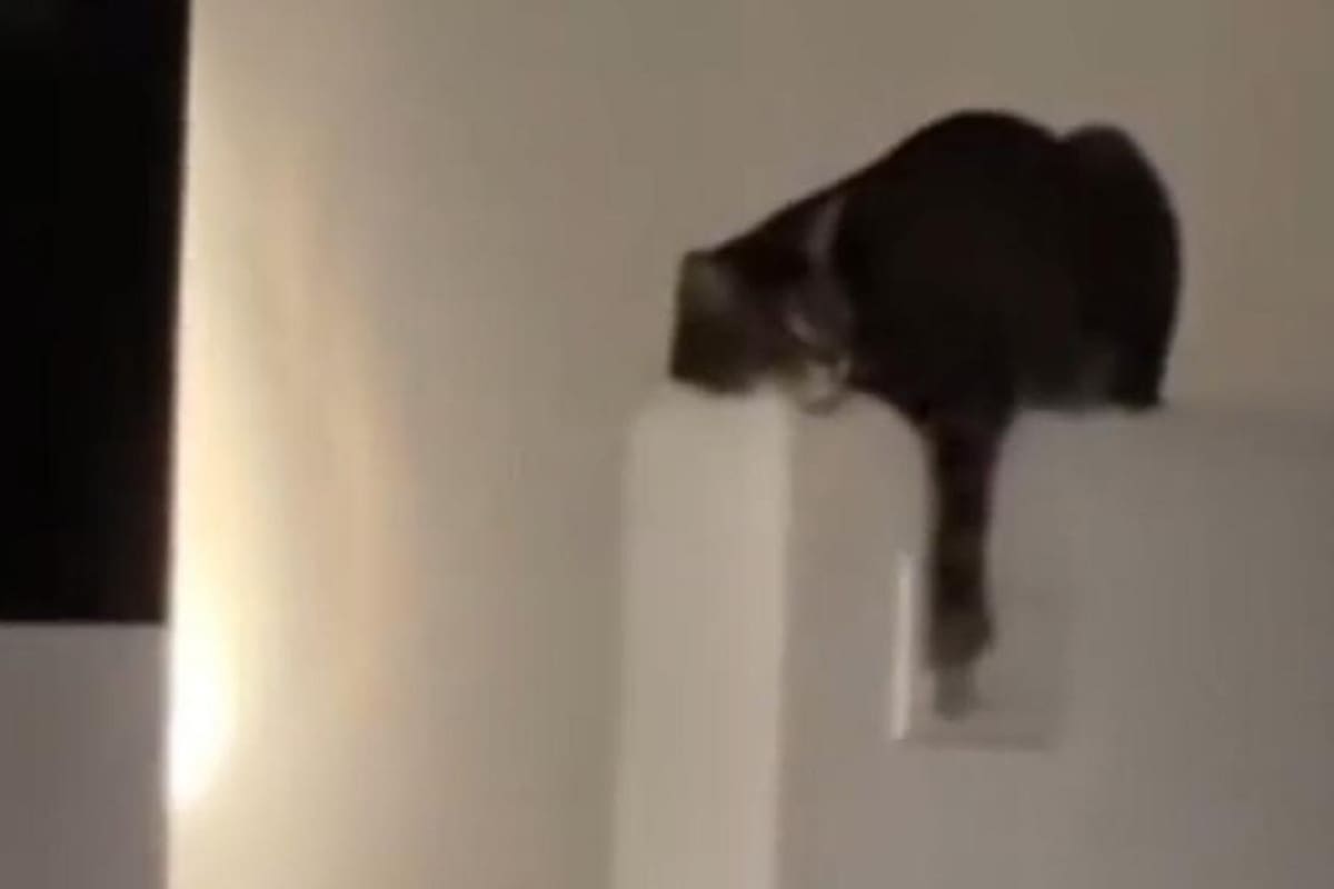 TikTok: Gato hace enojar a su dueño por jugar con el interruptor de la luz
