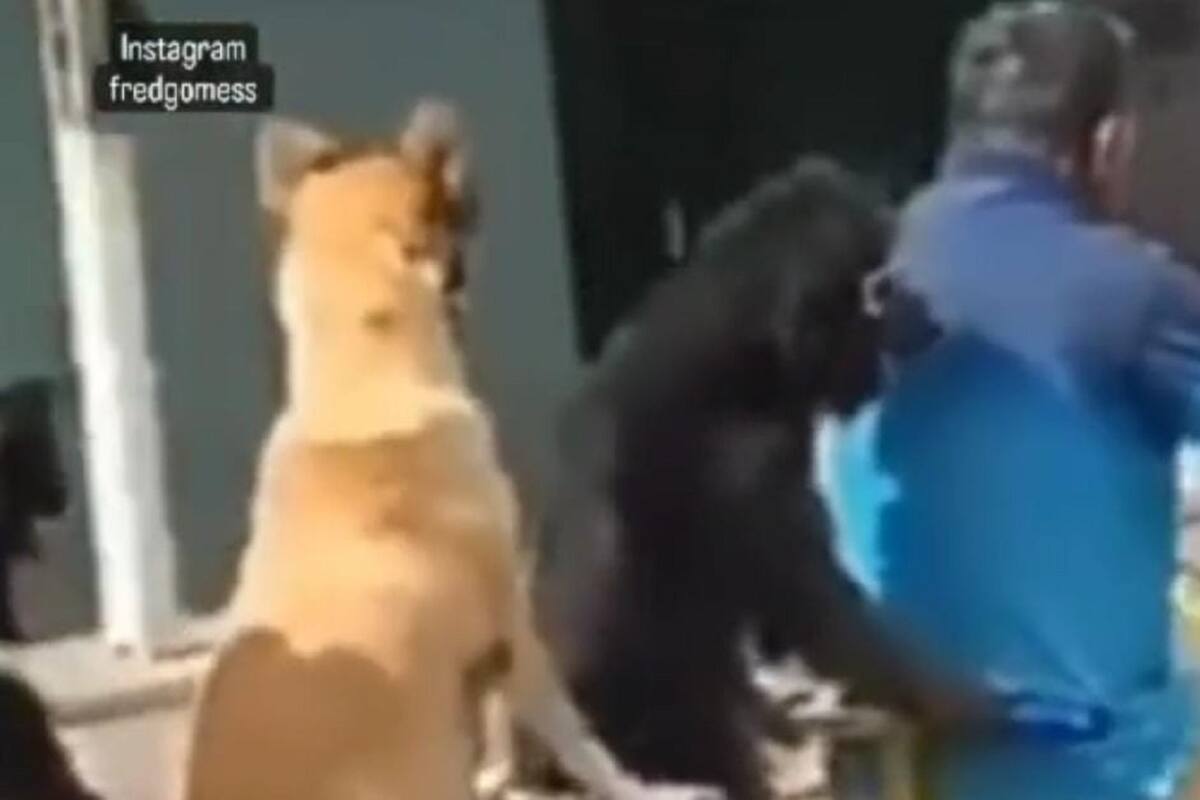 Graban a señor en carrera de bicicletas junto a sus tres perritos