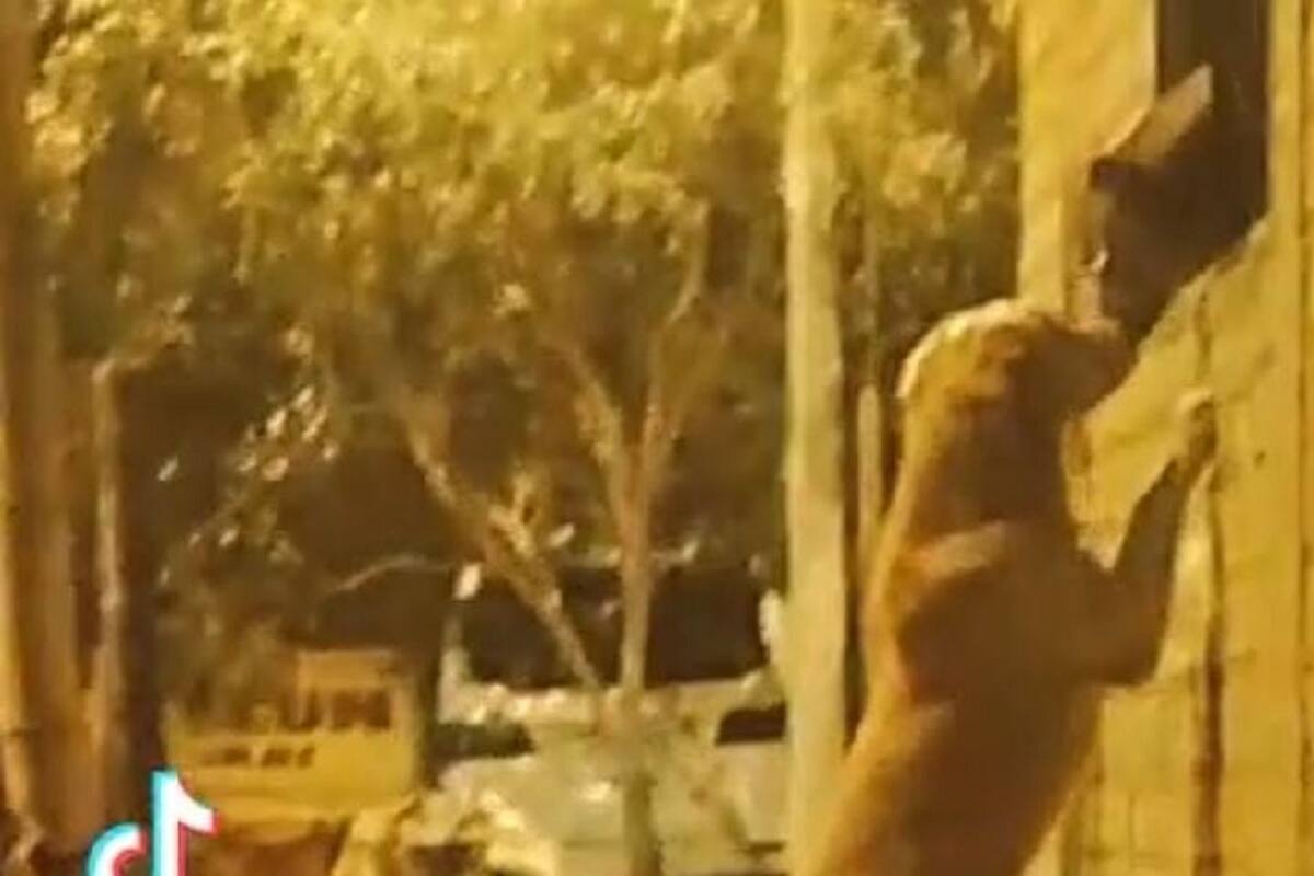 Perrito se vuelve viral en TikTok por su romántica visita a su “novia”