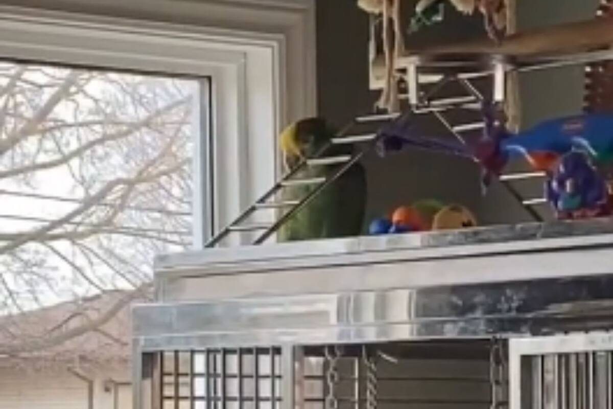 Pájaro sorprende al confesar que es un espía