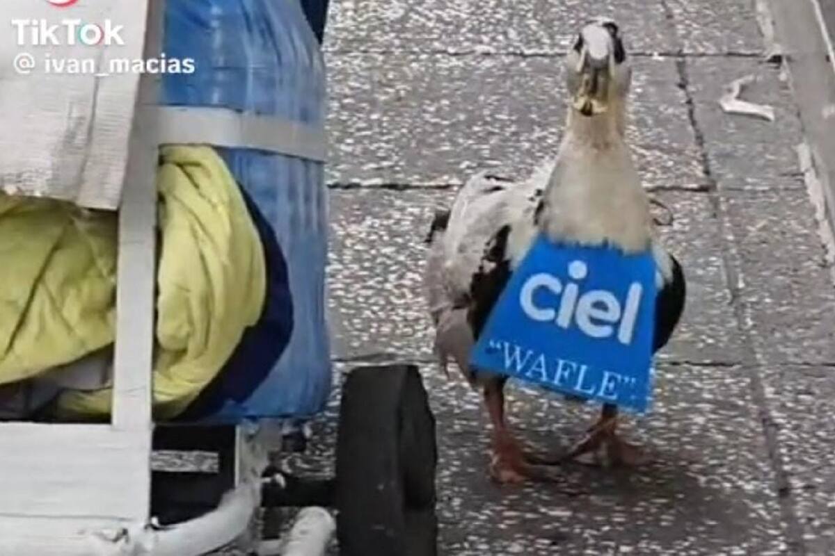 TikTok: Pato se vuelve viral por ayudarle a su dueña a vender agua