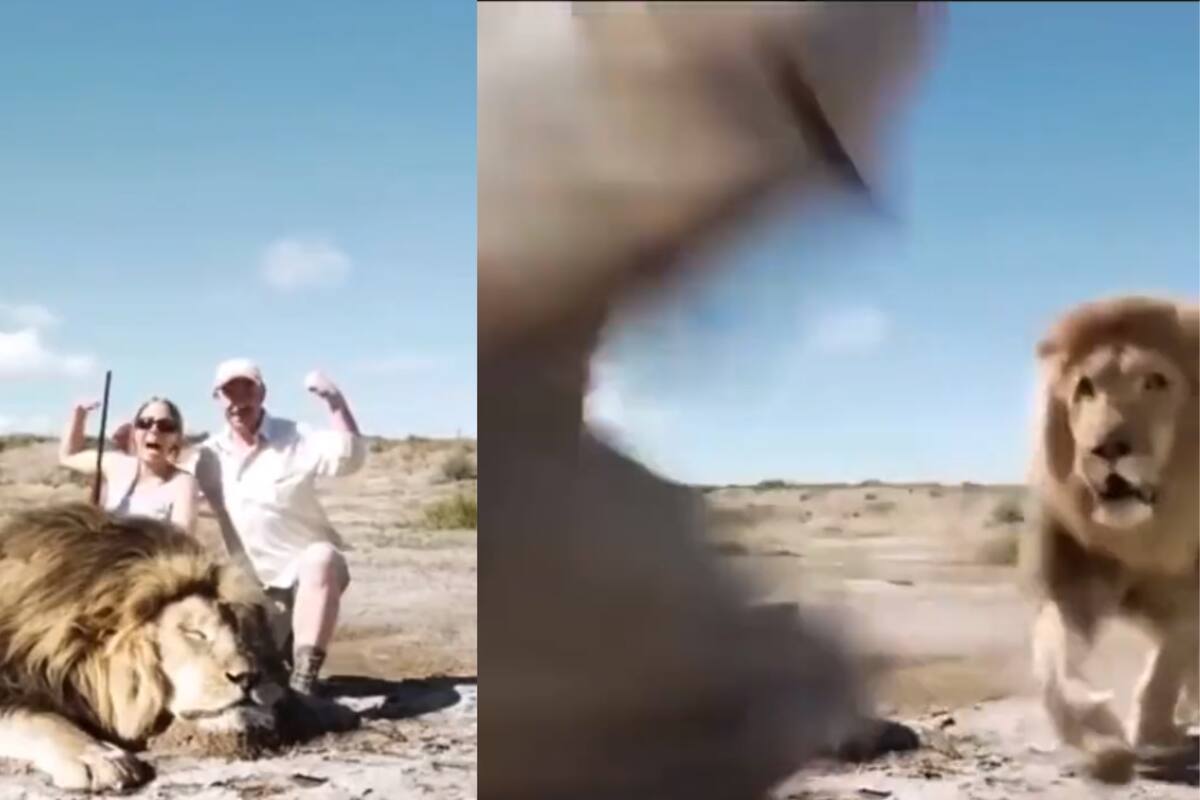 VIDEO: León se venga de cazadores que abatieron a su "hermano"; Así fue el aterrador momento