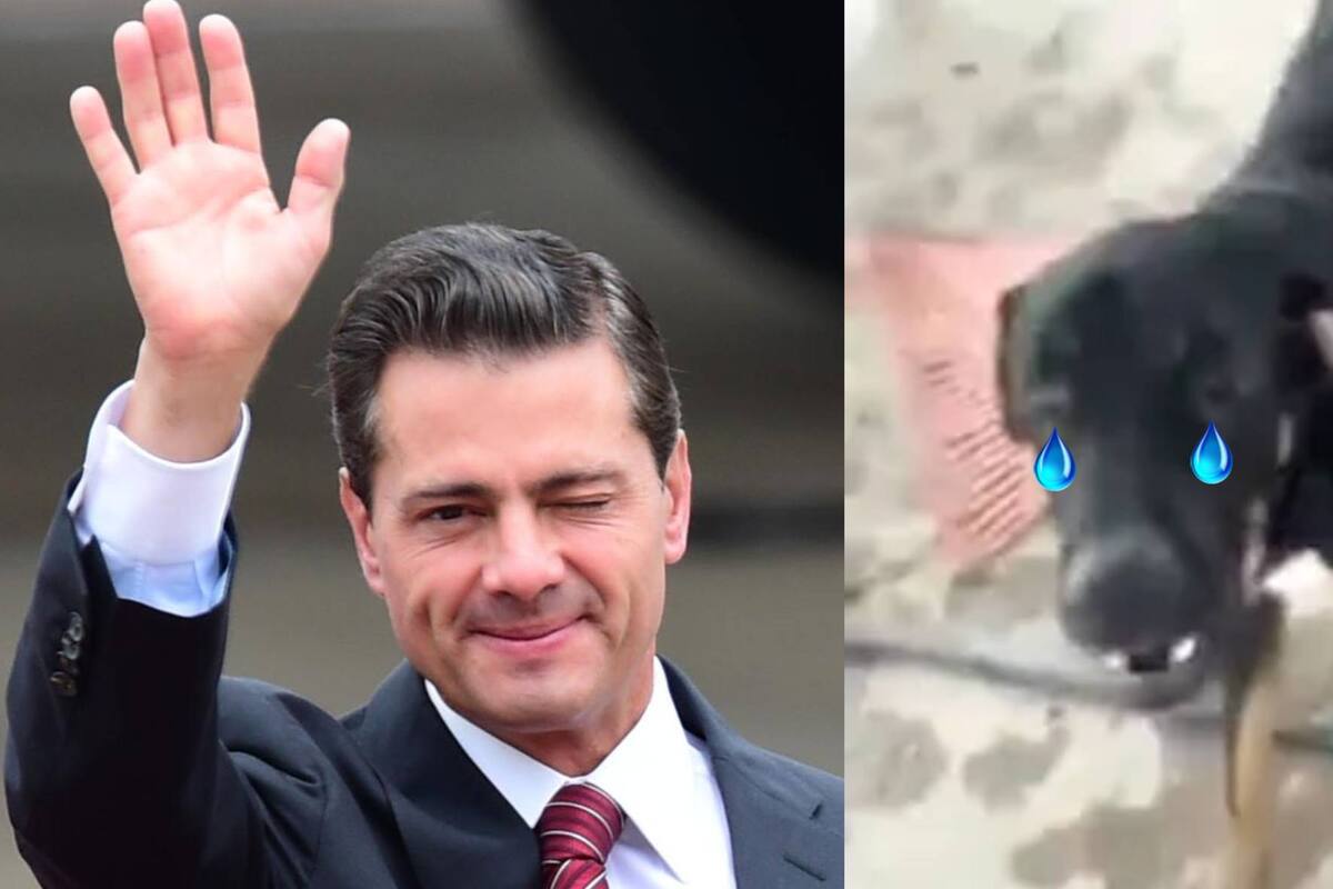 "Lorenzo", el perrito que llora cuando lo llaman "Peña Nieto"