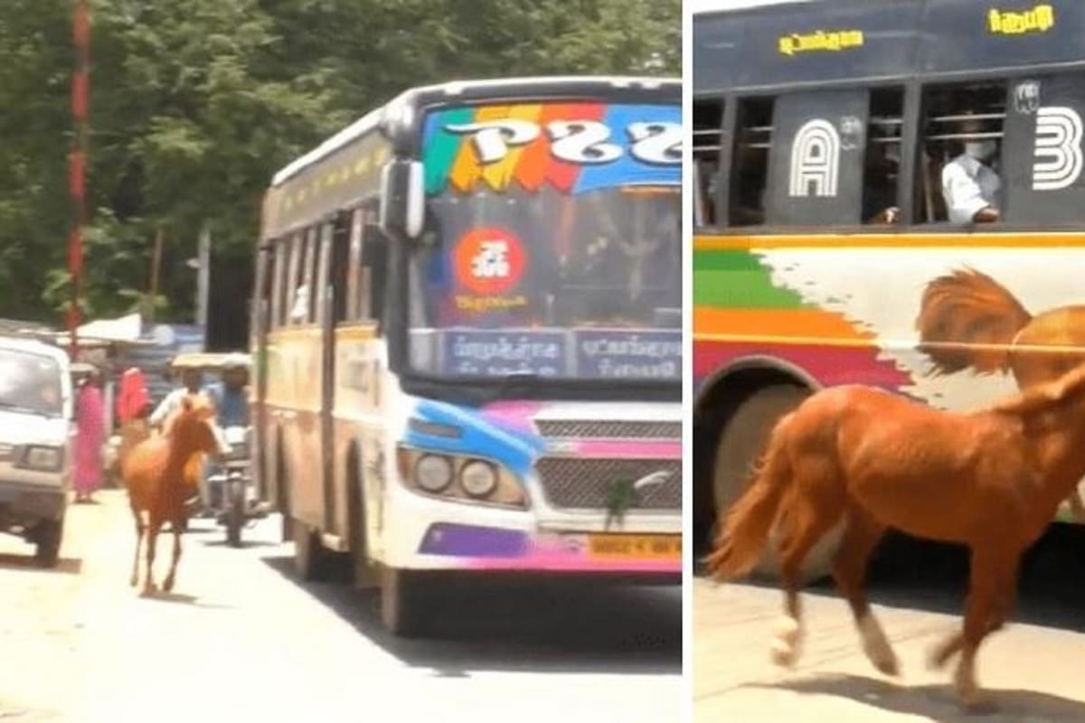Potro persigue autobús con la imagen de un caballo pensando que es su madre: VIDEO