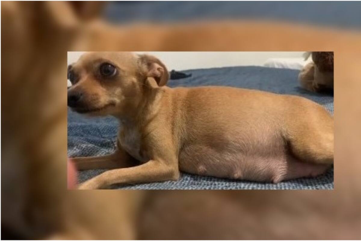 Emotivo video de una chihuahua embarazada se vuelve viral por las tiernas pataditas de sus cachorros