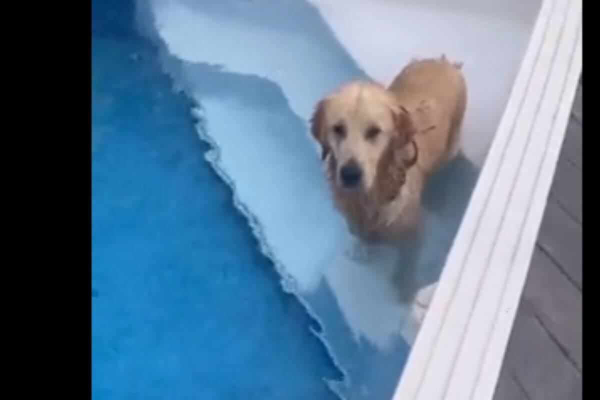 VIRAL: Perrito no soporta el calor y se escapa de casa para meterse a la alberca de su vecino