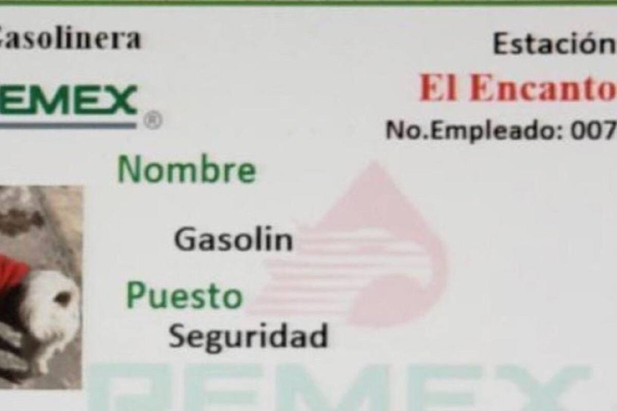 Gasolin, el perrito que se hizo famoso por trabajar en una gasolinera