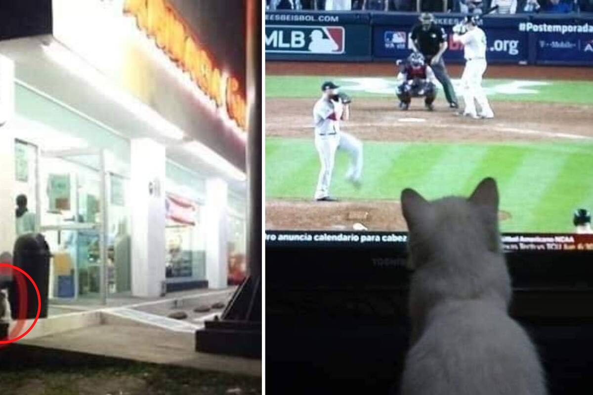 Gatito es denunciado por su dueña tras hacerse pasar por "indigente" para conseguir comida